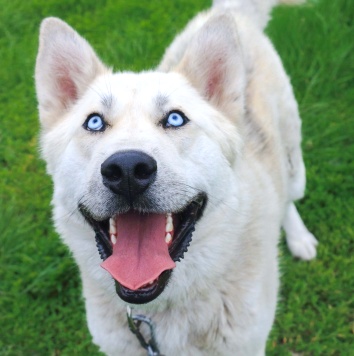 Ялма - Собаки в добрые руки