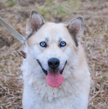 Собаки в добрые руки - Ялма - 1