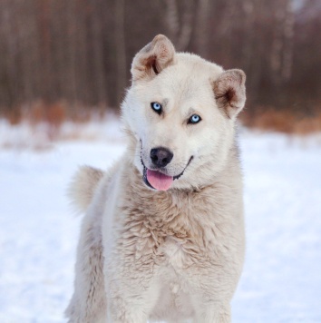 Собаки в добрые руки - Ялма - 1