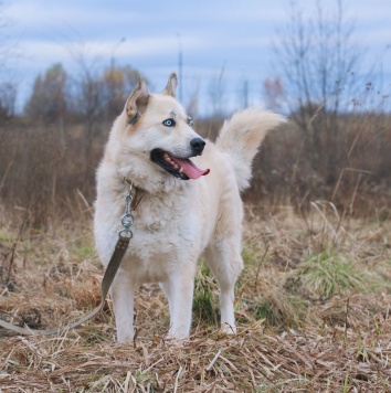 Собаки в добрые руки - Ялма - 2