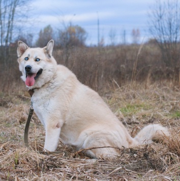 Собаки в добрые руки - Ялма - 4