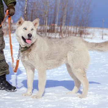 Собаки в добрые руки - Ялма - 4
