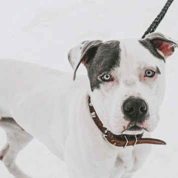 Дизелек - Собаки в добрые руки
