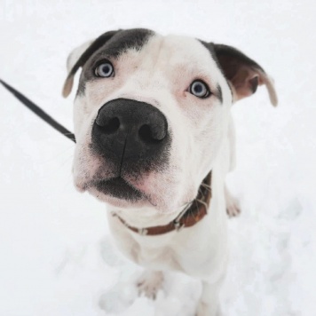 Собаки в добрые руки - Дизелек - 1