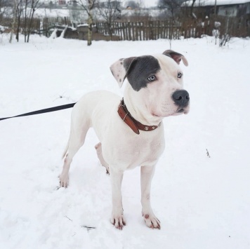 Собаки в добрые руки - Дизелек - 2