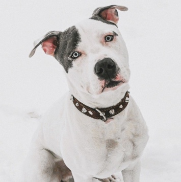 Собаки в добрые руки - Дизелек - 3