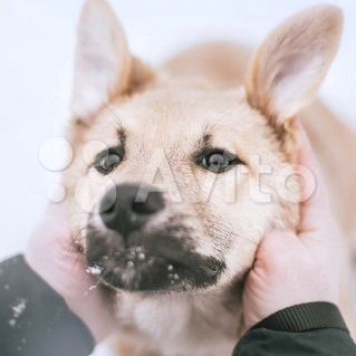 Собаки в добрые руки - Бантик - 3