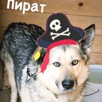Собаки в добрые руки - Пират