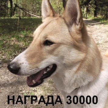 Пропавшие собаки - Лайка_Лача - 1