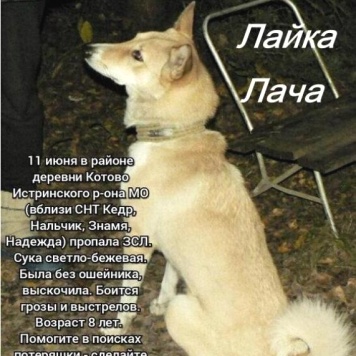 Пропавшие собаки - Лайка_Лача - 4