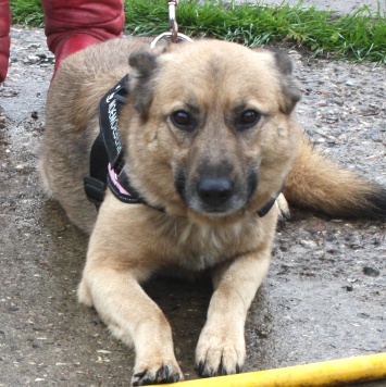 Лада - Собаки в добрые руки