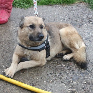 Собаки в добрые руки - Лада - 1