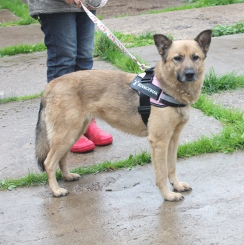 Собаки в добрые руки - Лада - 2