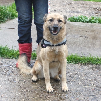 Собаки в добрые руки - Лада - 3