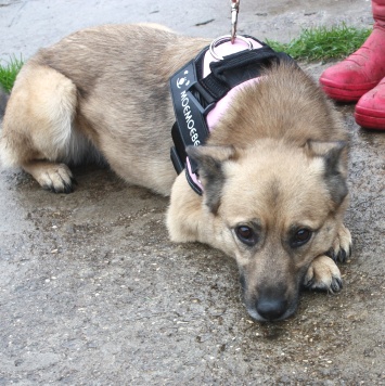 Собаки в добрые руки - Лада - 4