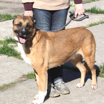 Тоша - Собаки в добрые руки