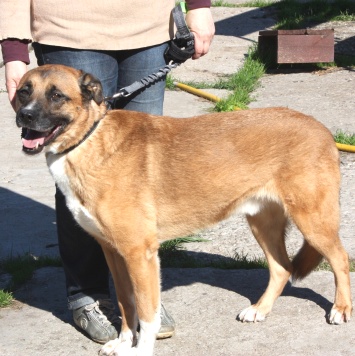 Собаки в добрые руки - Тоша - 1