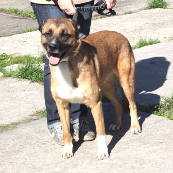 Собаки в добрые руки - Тоша - 2