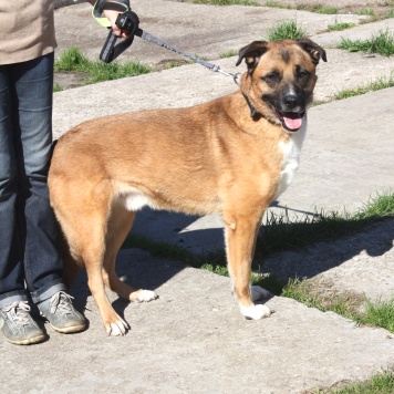 Собаки в добрые руки - Тоша - 3