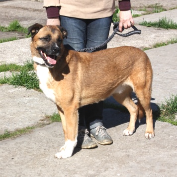 Собаки в добрые руки - Тоша - 4