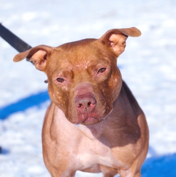 Собаки в добрые руки - Рубин - 1