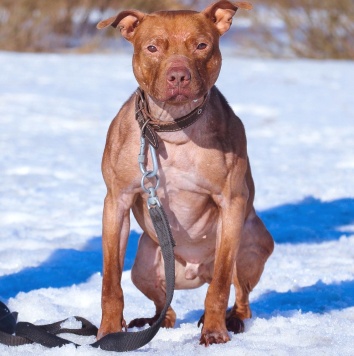 Собаки в добрые руки - Рубин - 2