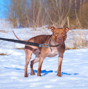 Собаки в добрые руки - Рубин - 3