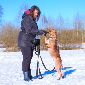 Собаки в добрые руки - Рубин - 4