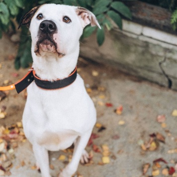 Латте - Собаки в добрые руки