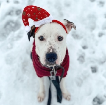 Латте - Собаки в добрые руки