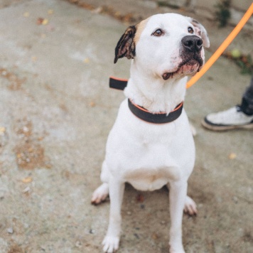 Собаки в добрые руки - Латте - 1