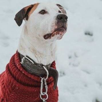 Собаки в добрые руки - Латте - 1