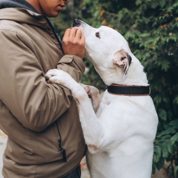 Собаки в добрые руки - Латте - 2