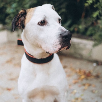 Собаки в добрые руки - Латте - 3