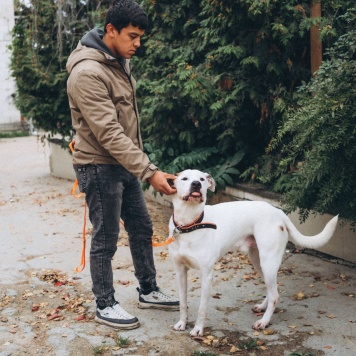 Собаки в добрые руки - Латте - 4