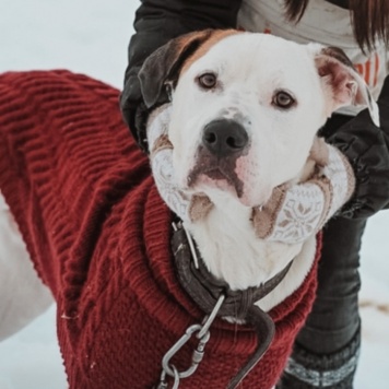 Собаки в добрые руки - Латте - 4