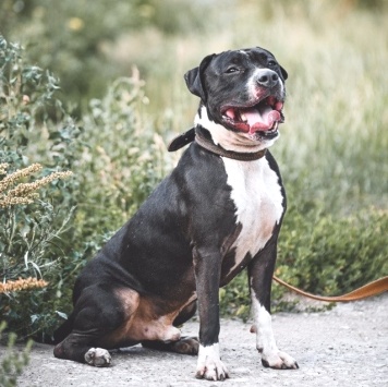 Рокет - Собаки в добрые руки