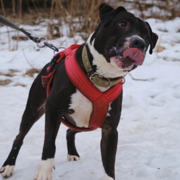 Собаки в добрые руки - Рокет - 2