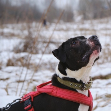 Собаки в добрые руки - Рокет - 3