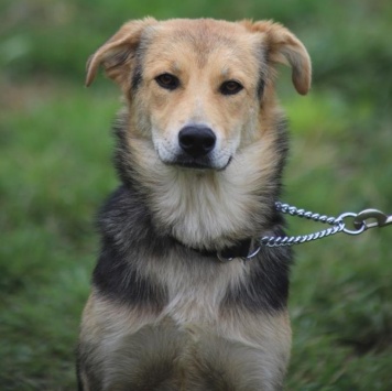 Собаки в добрые руки - Джуди
