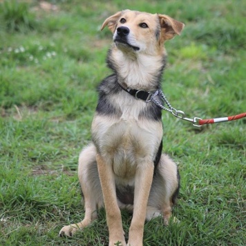 Собаки в добрые руки - Джуди - 1