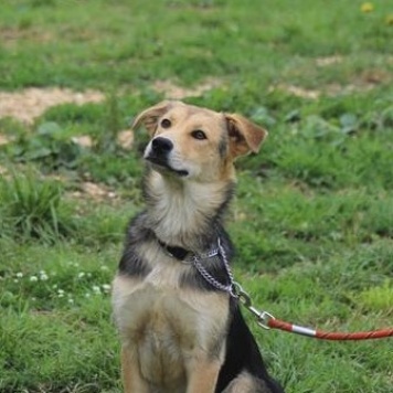 Собаки в добрые руки - Джуди - 3