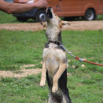 Собаки в добрые руки - Джуди - 4