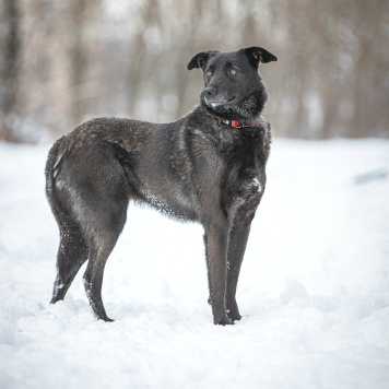 Собаки в добрые руки - Аякс