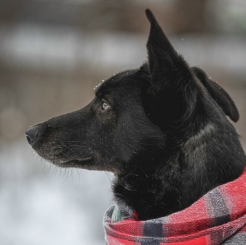 Собаки в добрые руки - Аякс - 1