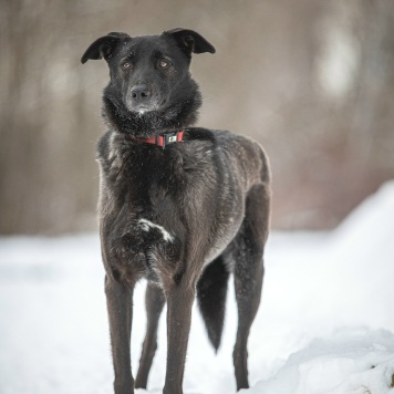 Собаки в добрые руки - Аякс - 2