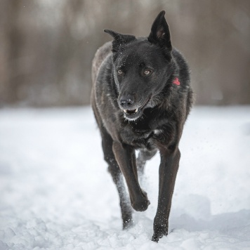 Собаки в добрые руки - Аякс - 3