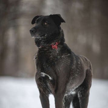 Собаки в добрые руки - Аякс - 4