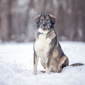 Диона - Собаки в добрые руки