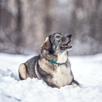 Собаки в добрые руки - Диона - 1
